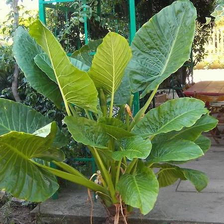 Casa Del Sole - De Luca * Torre Marino